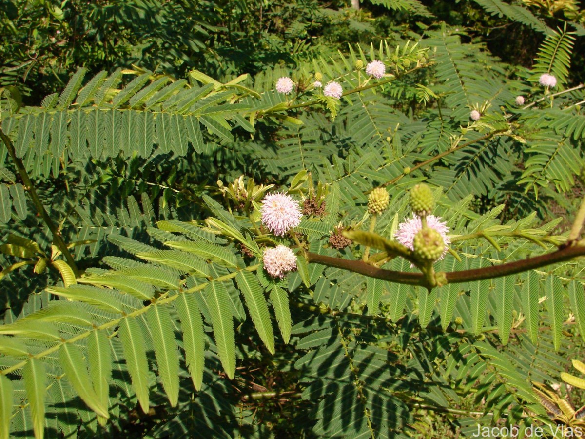 Mimosa pigra L.